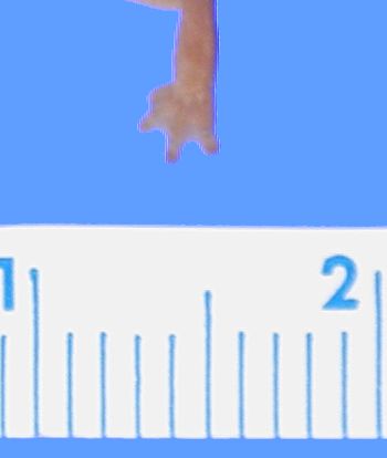 Media type: image; Herpetology A-14811